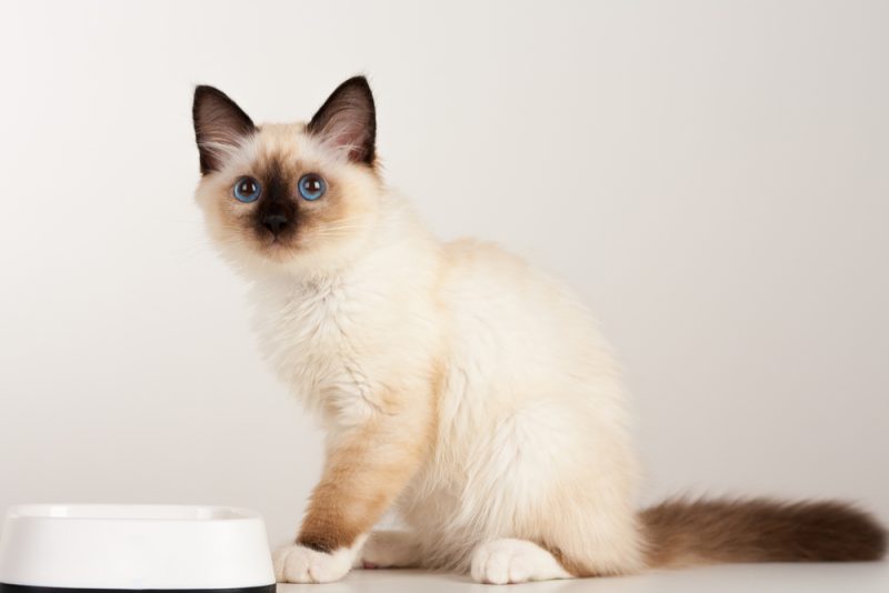 a seal point birman cat eating