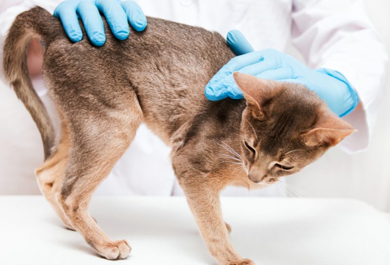 Abyssinian cat at the reception at the vet