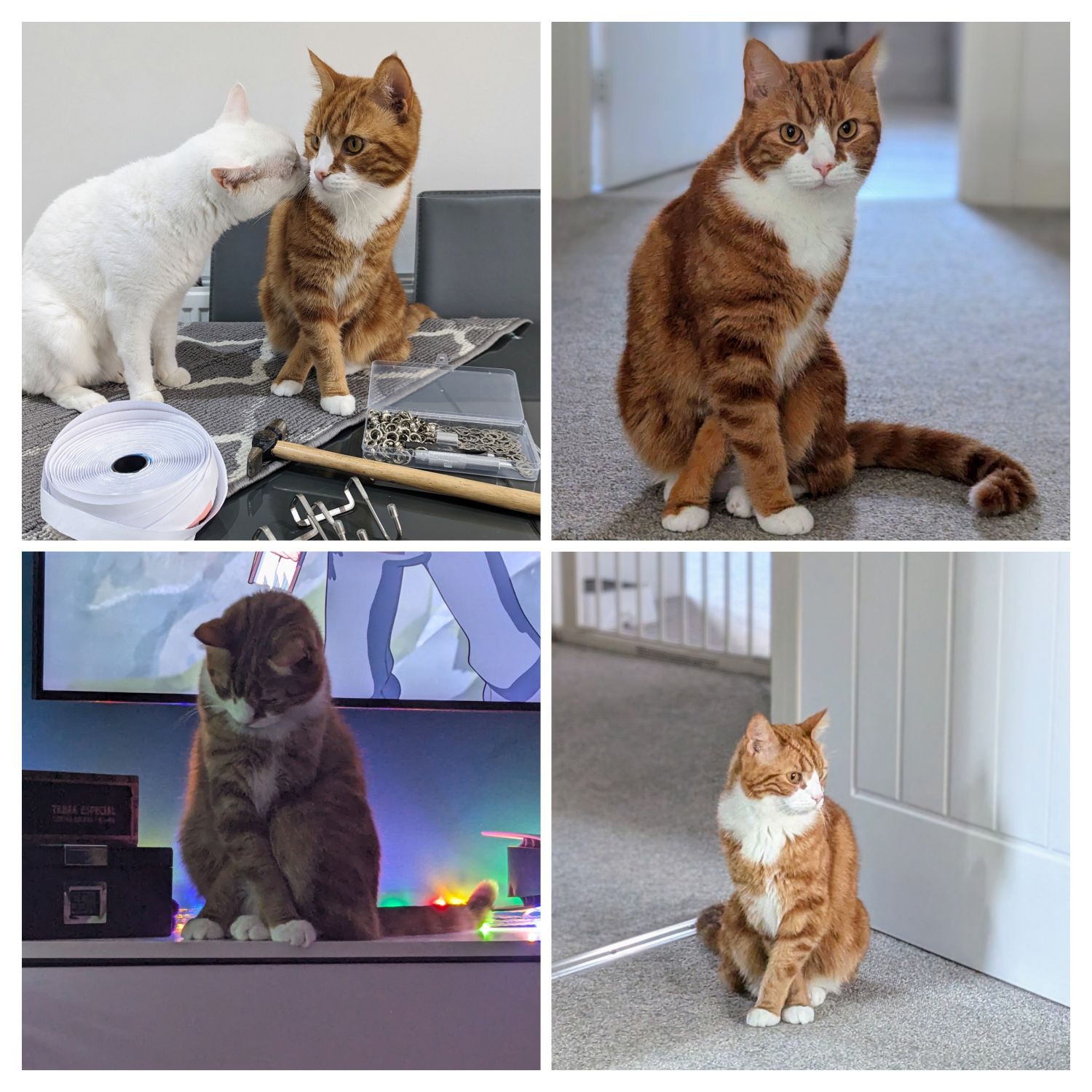 Alex - collage 1