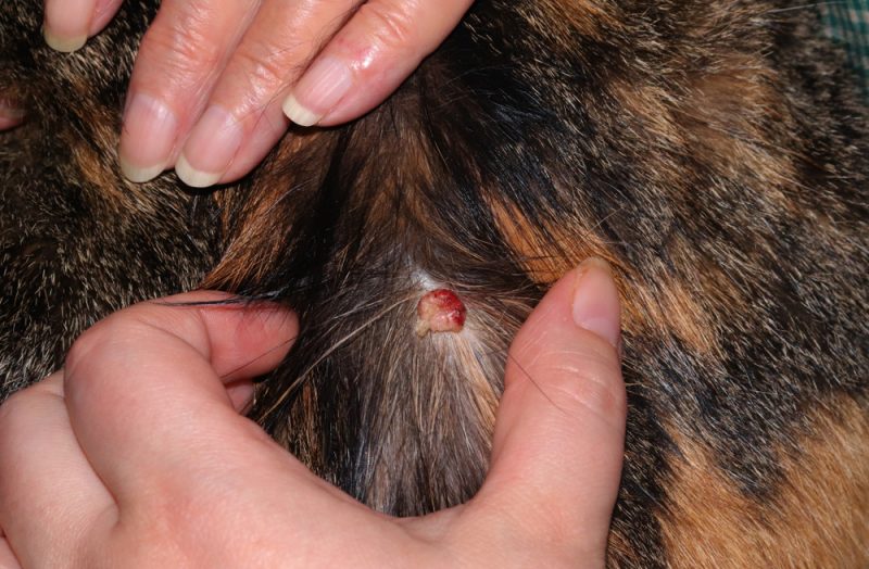 basal cell tumor in cat