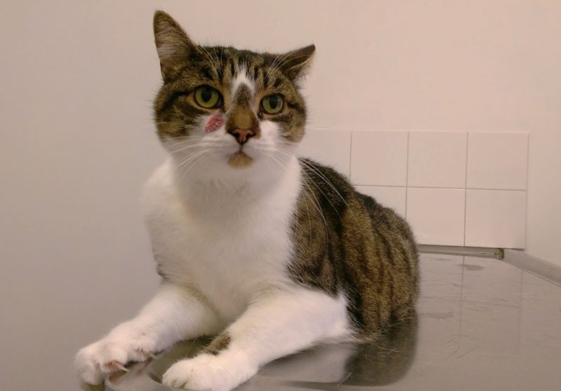 Basal Cell Tumors in Cats