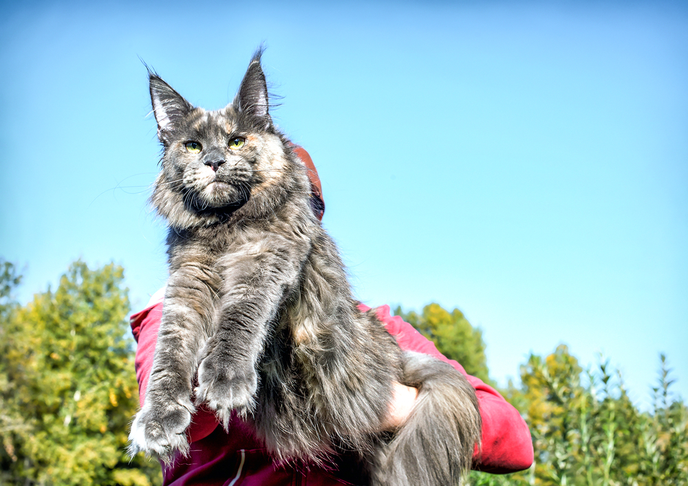 big-blue-maine-coon-cat-in-forest