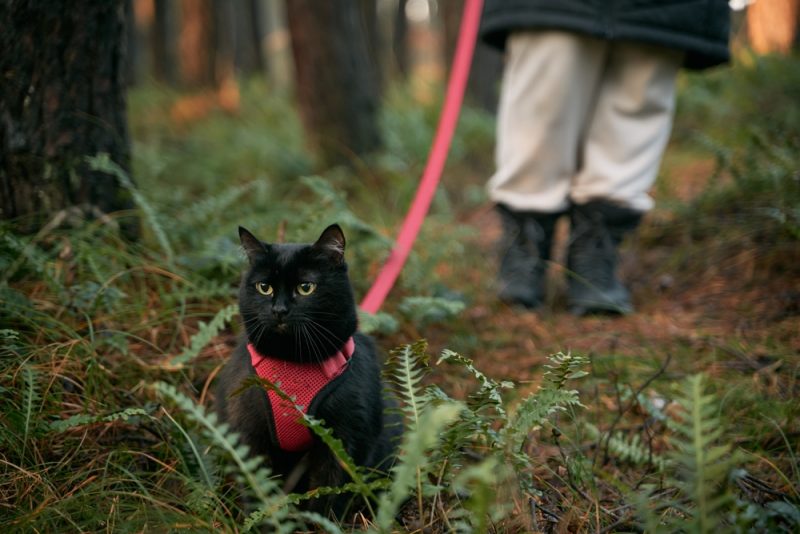 black cat with harness and leash in the forest with owner