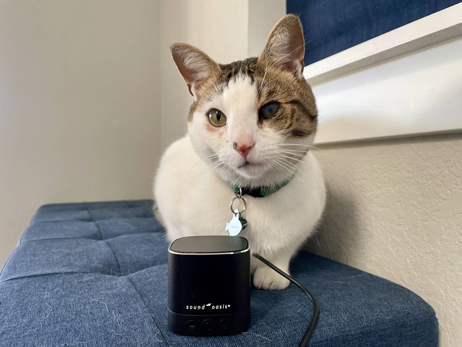 BST-80-20P Pet Sound Therapy System Review - cat with product
