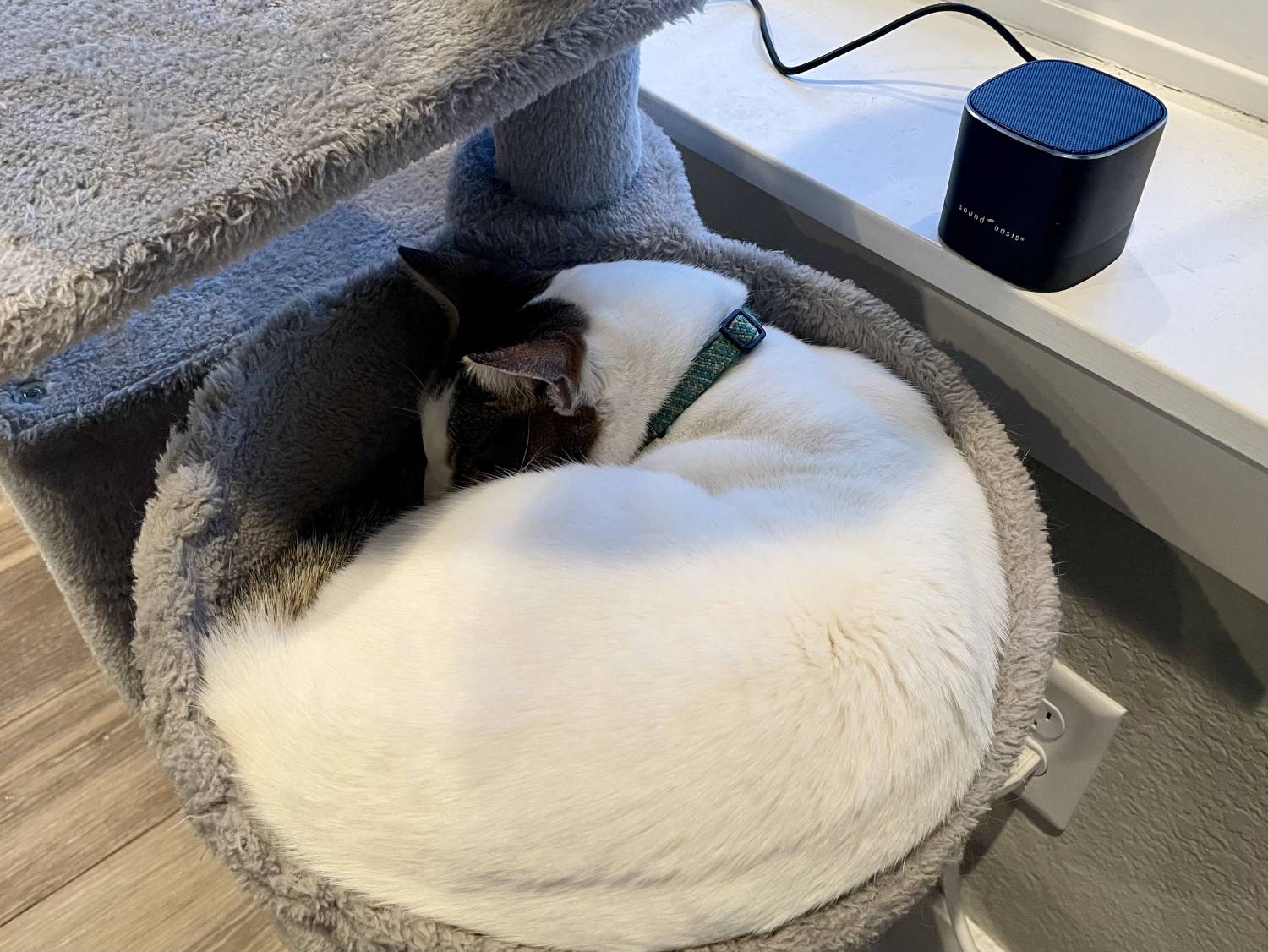 BST-80-20P Pet Sound Therapy System Review - product with cat sleeping