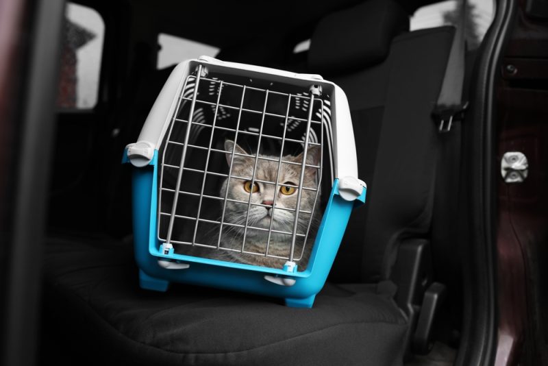 Cat Car Carrier