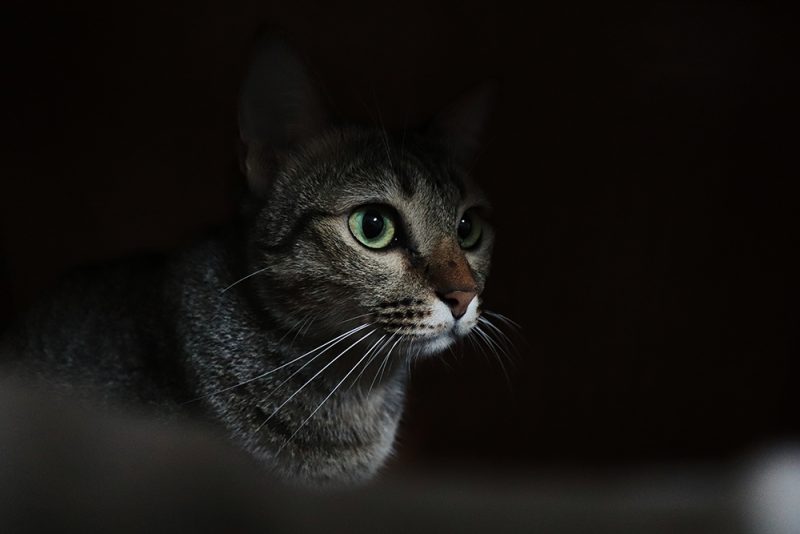 cat hiding in the dark