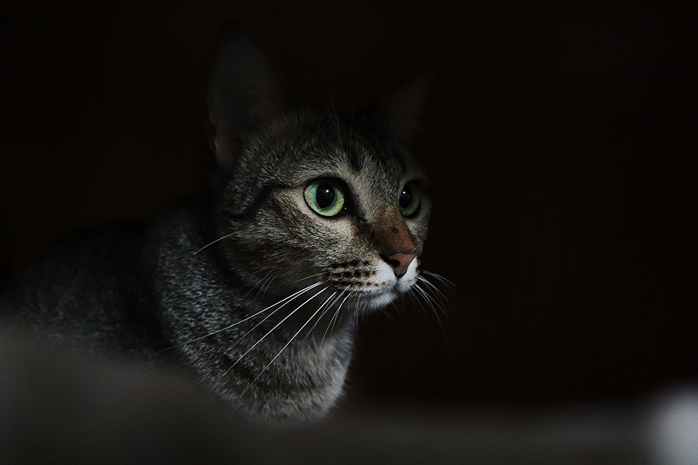 cat hiding in the dark