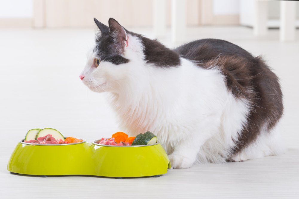 cat in front of a bowl with meat and vegetables