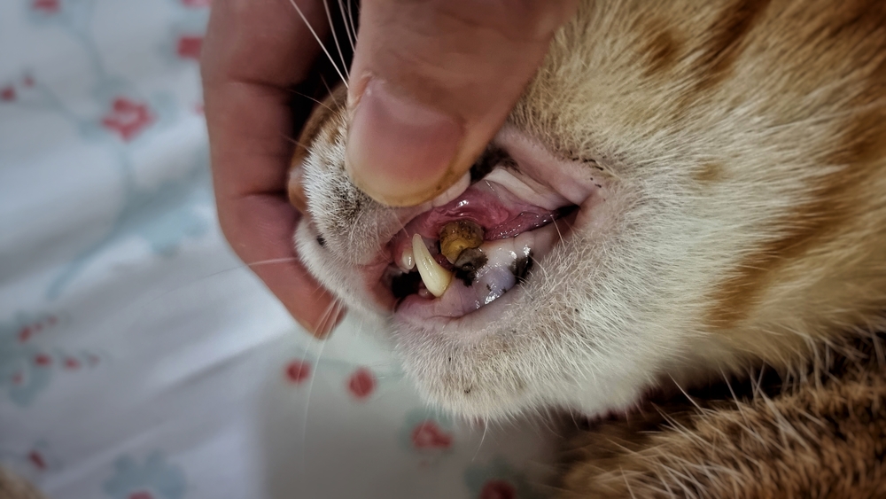 Cat Mouth Cancer