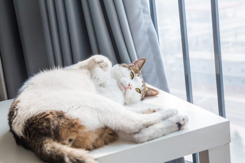 cat showing belly on the balcony