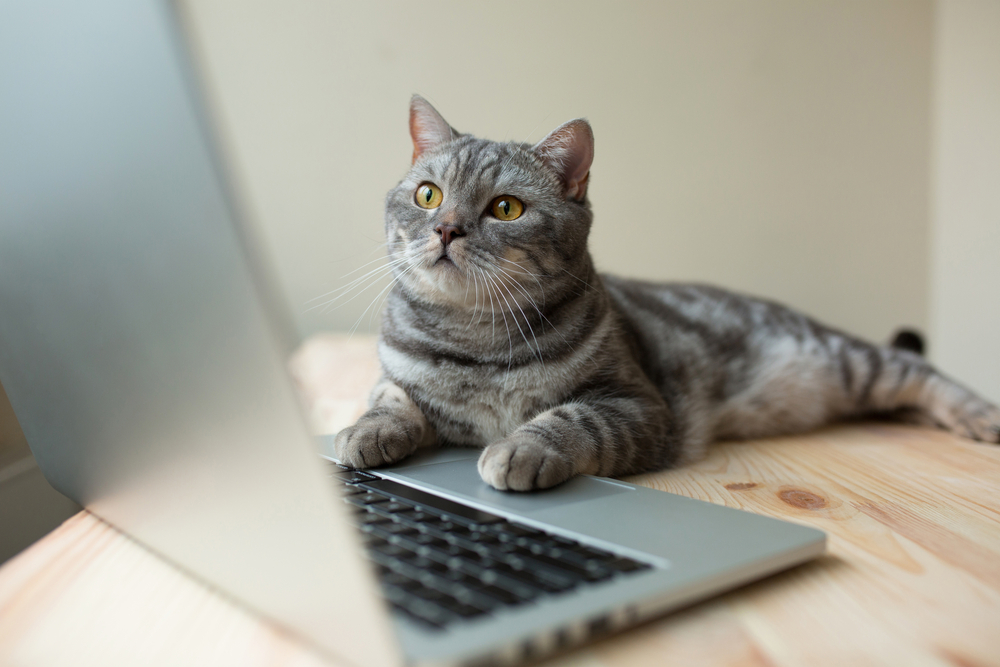 Cat sitting in front of a laptop