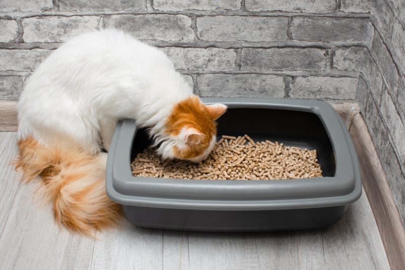 cat sniffing cat litter in the box