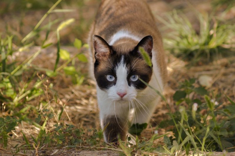 cat walking outdoors looking at the camera
