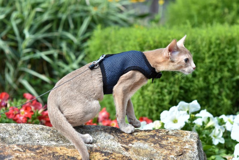 cat with harness sitting in the garden