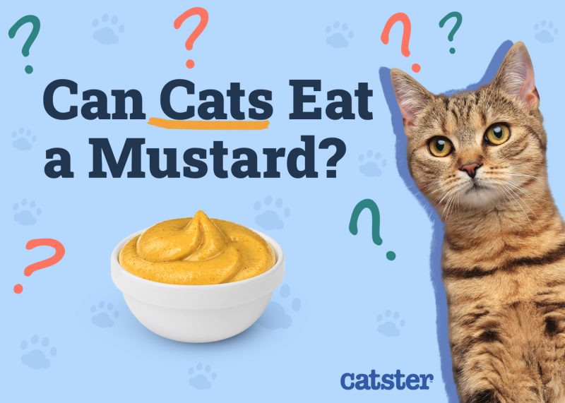 Catster_Can Cats Eat Mustard_v1_Dec 4 2024