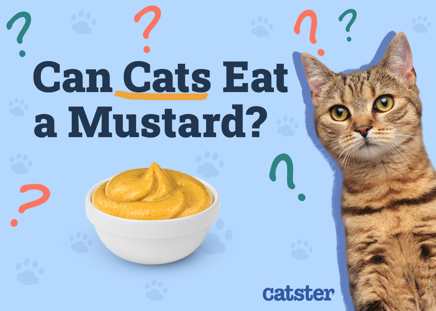 Catster_Can Cats Eat Mustard_v1_Dec 4 2024