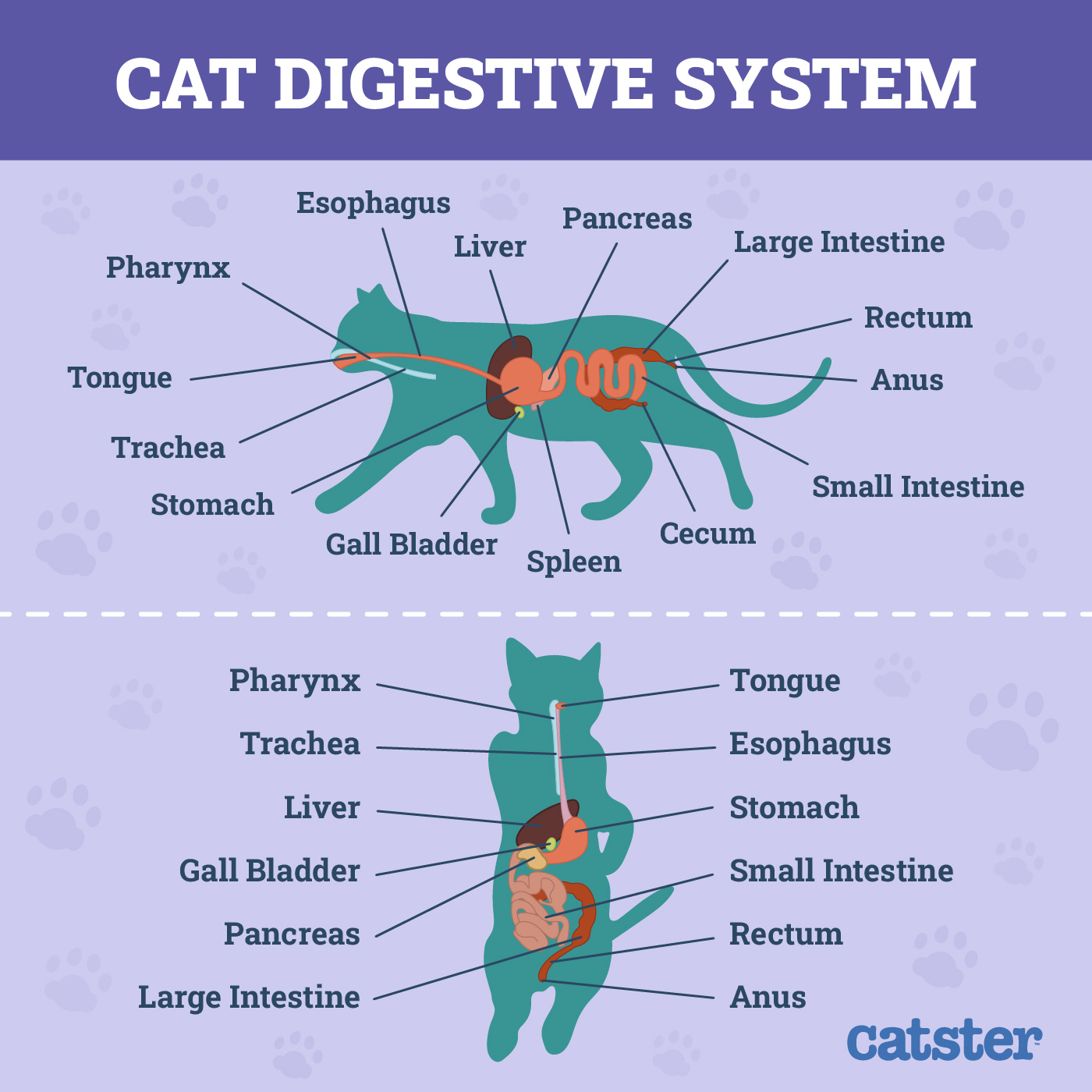 cat digestive system
