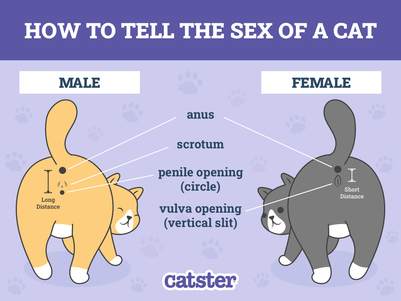 How Do You Determine a Cat’s Sex