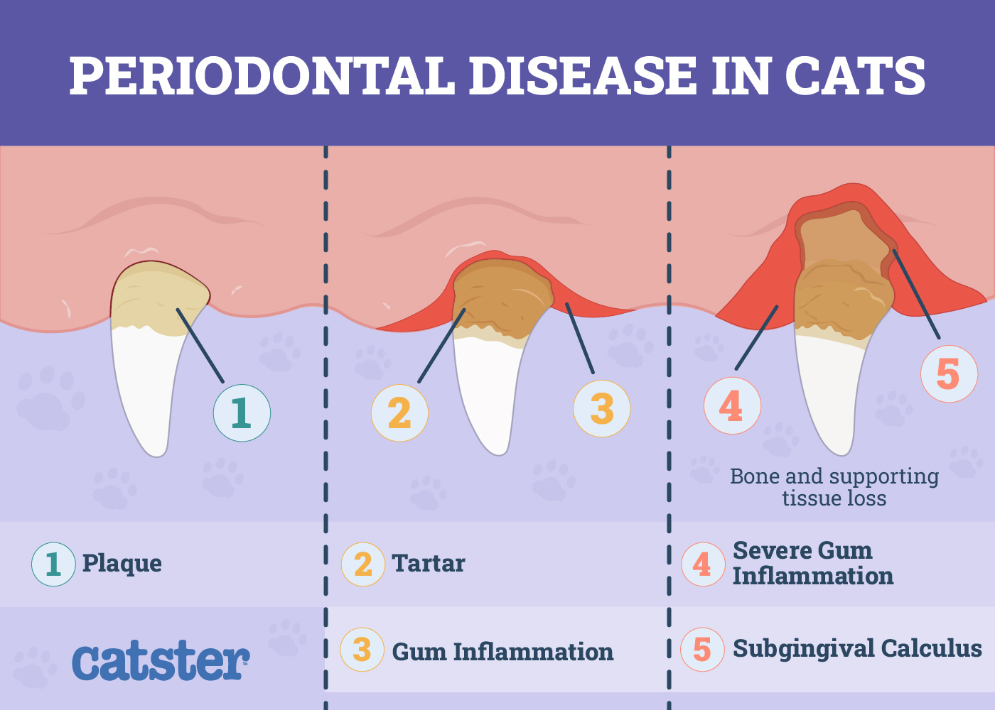 Periodontal-Disease-in-Cats