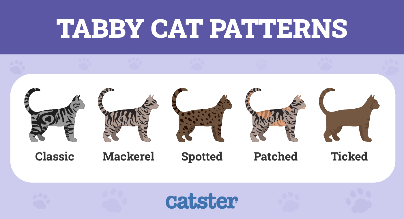 tabby cat patterns