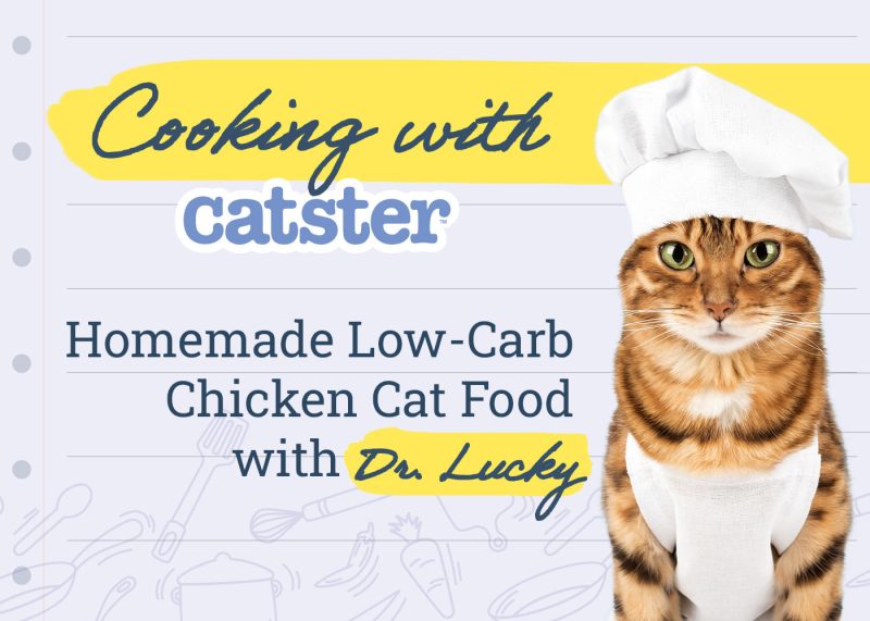 Homemade low-carb chicken cat food recipe