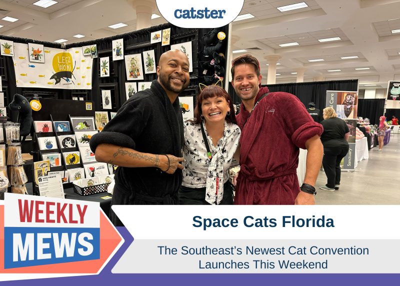 Space Cats Florida Launch
