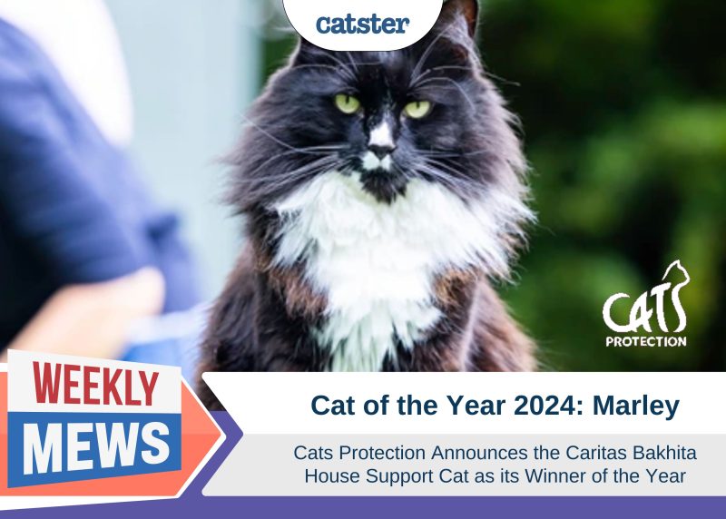 Cat of the Year 2024 - Marley