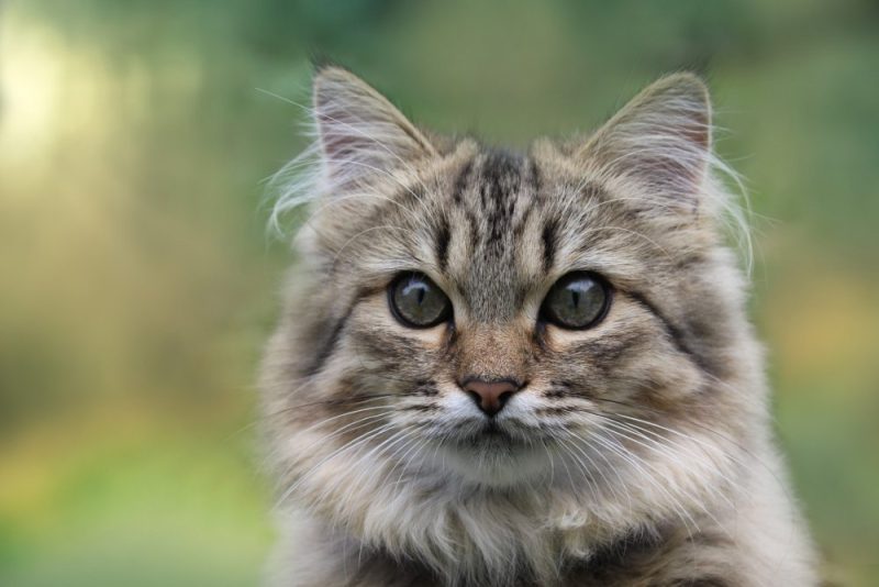 close up amber smoke norwegian forest cat