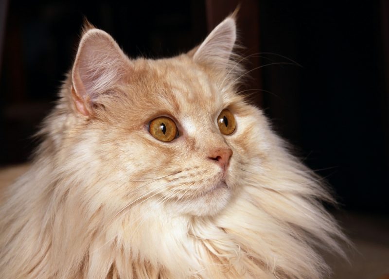close-up of an adult male Manx cat