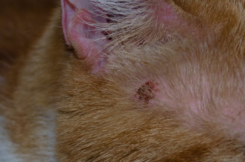close up on skin ulcers on the bottom of the cat's ear