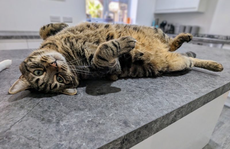 Cyril lying on the counter