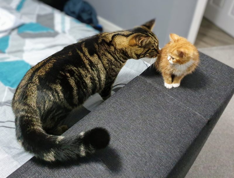 Cyril was wary at first