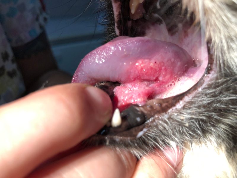Feline Oral Squamous Cell Carcinoma