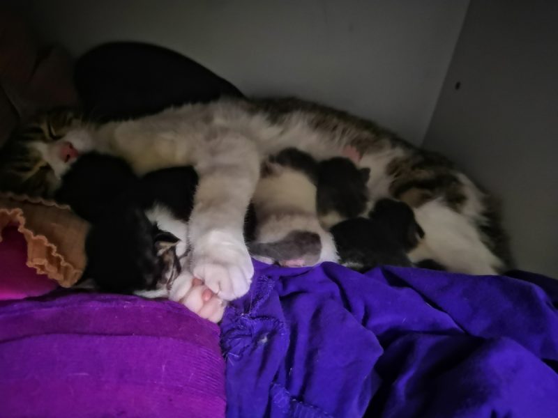 First night with the babies