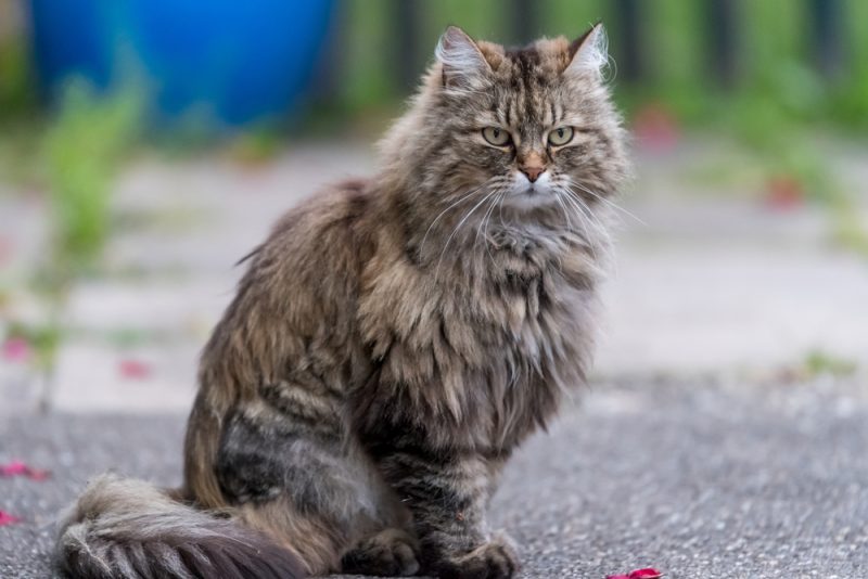 Gray fluffy cat sitting on a road Ragamuffin