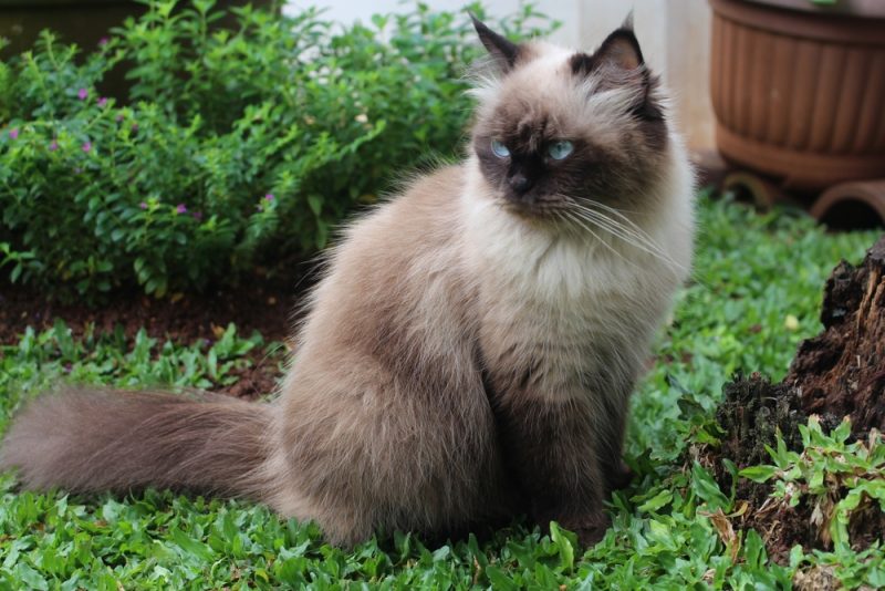 Himalayan cat sitting on grass outdoors