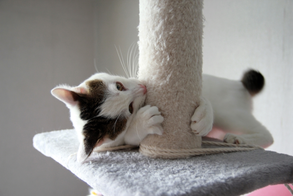 japanese-bobtail-kitten-playing-with-scratching-post