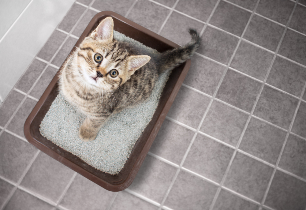 kitten looking up sitting in litter box with sand on bathroom floor