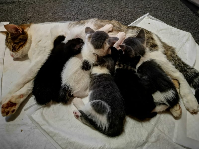 Milly nursing the kittens