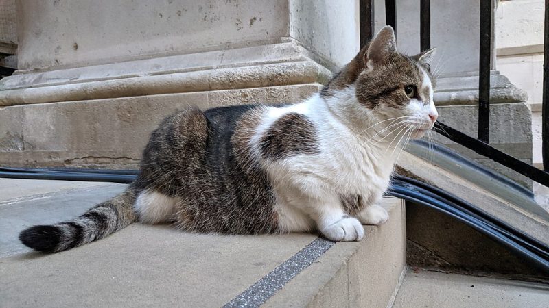 Larry the cat sat on the steps on Downing St