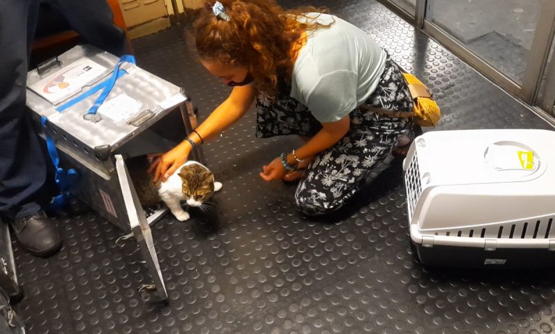 Milly climbing out of airplane carrier