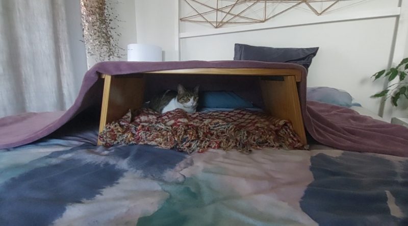 Milly lying on bed