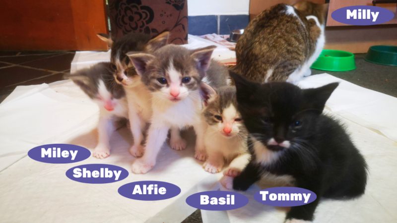 Milly's kitten's names