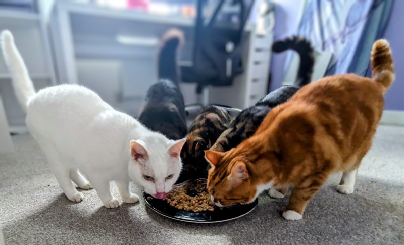 My five Hobbits...I mean cats