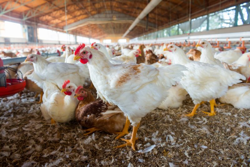 poultry chickens in the farm