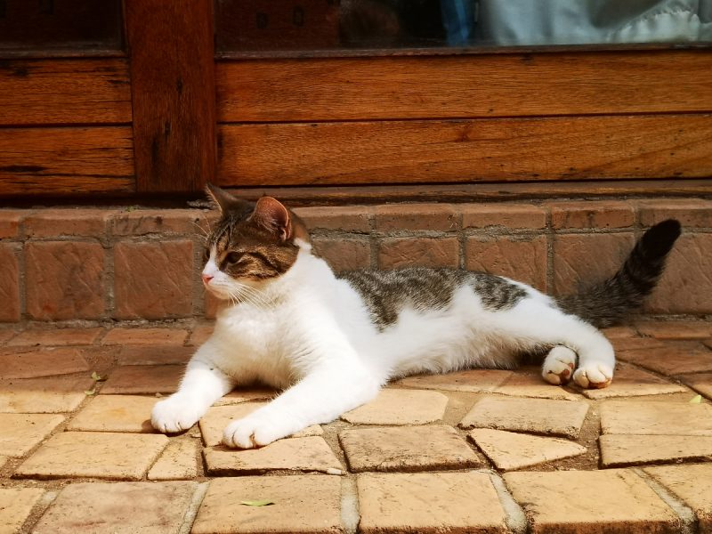 Pre-pregnant Milly