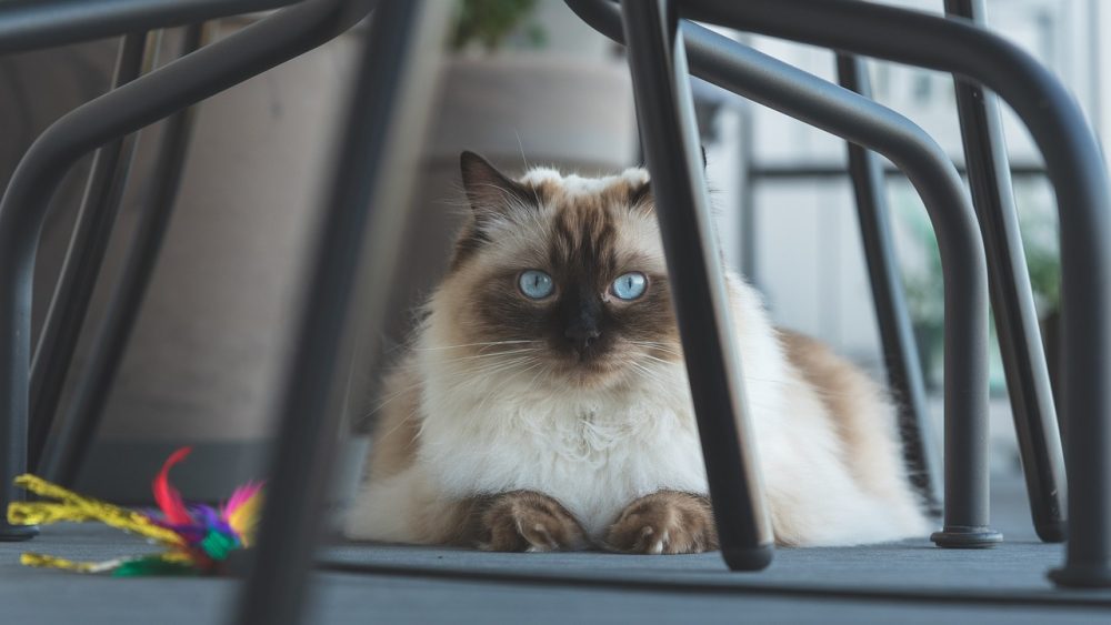 ragdoll cat resting indoor
