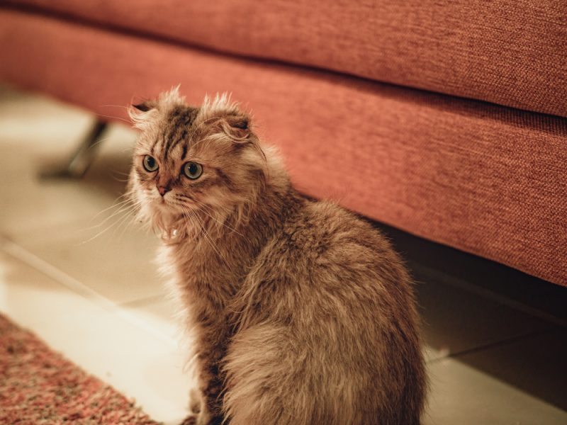 Scottish Fold Longhair Cat sitting nearby an orange couch indoors at home