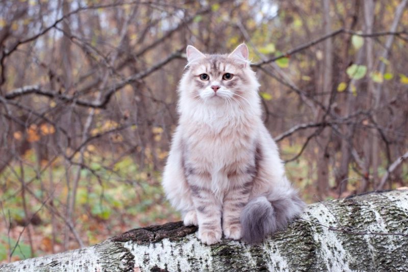siberian cat in the forest